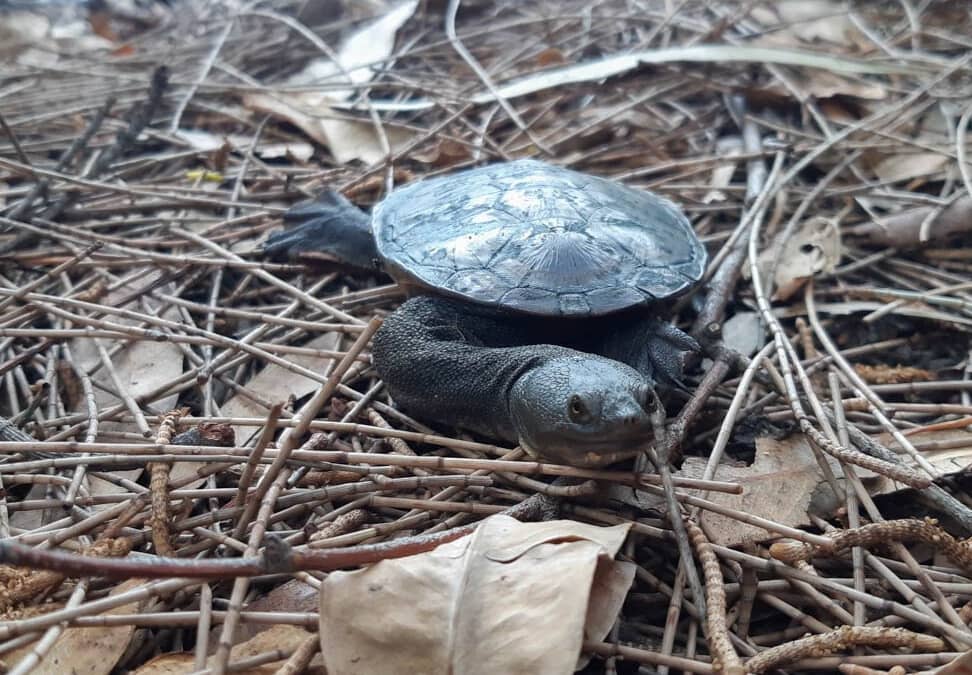 Incredible achievements from turtle tracking enviro volunteers