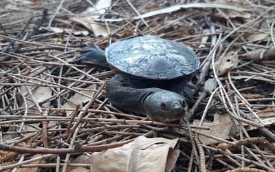 Incredible achievements from turtle tracking enviro volunteers